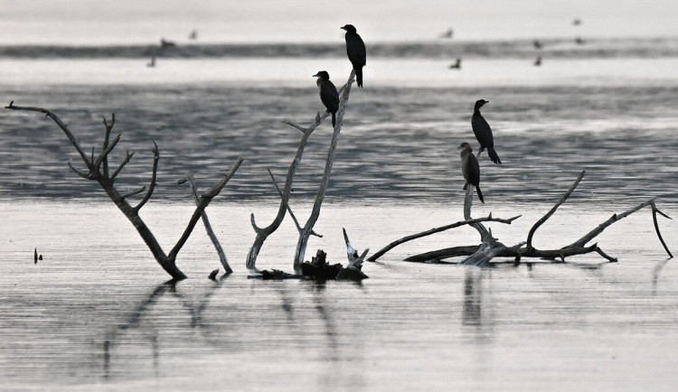 Unikát ve Věstonické nádrži. Na jižní Moravě poprvé zahnízdil vzácný kormorán malý