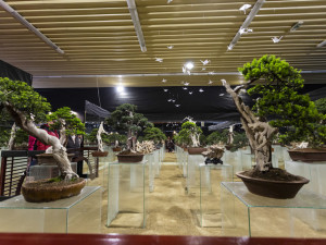 FOTOGALERIE: Jarní Flora láká davy od prvního dne. Na působivé bonsaje, koloběh života i zahradnické trhy