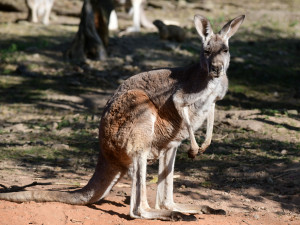 Olomoucká zoo má nejpočetnější stádo klokanů rudých v republice. Výběh je průchozí