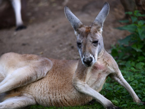 Olomoucká zoo má nejpočetnější stádo klokanů rudých v republice. Výběh je průchozí