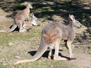 Olomoucká zoo má nejpočetnější stádo klokanů rudých v republice. Výběh je průchozí