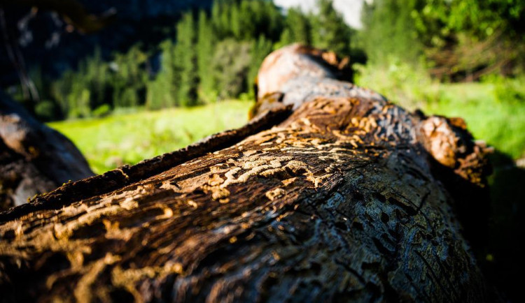 size3-yosemite-1739338_960_720