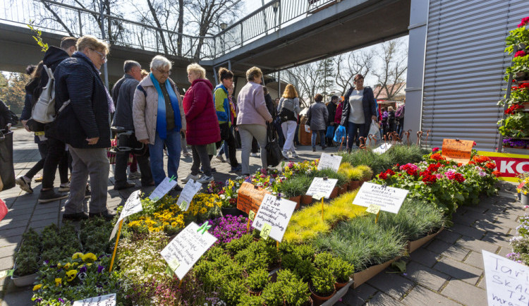 size5-16505410468063-124-vystaviste-flora-po-dvou-letech-ozilo-jarni-vystavou