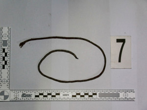 Bezdomovec se udal na policii za vraždu kumpána. Mladík brutální útok zázračně přežil