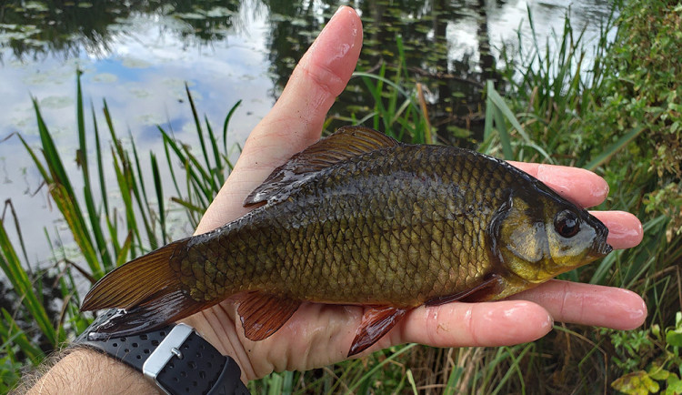 Zachraň karase! Přírodovědci z Olomouce chtějí rozšířit ohroženou populaci původního tuzemského rybího druhu