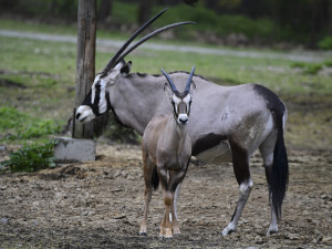 Pouštní antilopy na Svatém Kopečku vyrazily ze zimoviště. Osm mláďat poprvé vidělo svůj kousek přírody