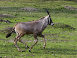 Pouštní antilopy na Svatém Kopečku vyrazily ze zimoviště. Osm mláďat poprvé vidělo svůj kousek přírody