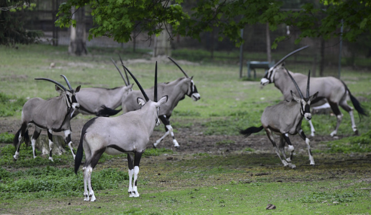 Oryxové byli od října zavření v zimovišti, teplejší počasí umožnilo jejich návrat do výběhu
