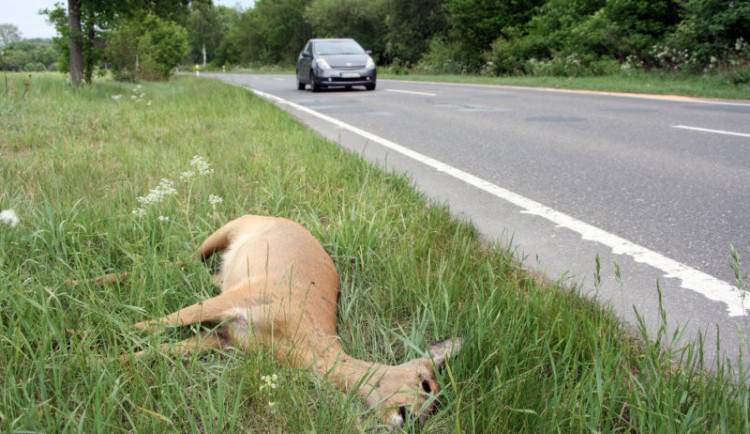 size3-16010699863025-231-pozor-na-srazky-se-zveri-v-techto-dnech-je-mimoradne-aktivni