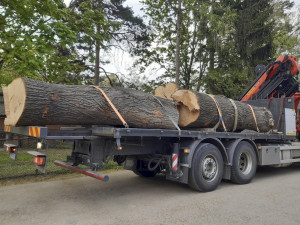 Dvoutunová škrabadla pro exotické kočky. Šelmy v olomoucké zoo dostaly nové kmeny