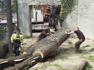 Dvoutunová škrabadla pro exotické kočky. Šelmy v olomoucké zoo dostaly nové kmeny