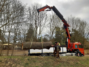 Dvoutunová škrabadla pro exotické kočky. Šelmy v olomoucké zoo dostaly nové kmeny