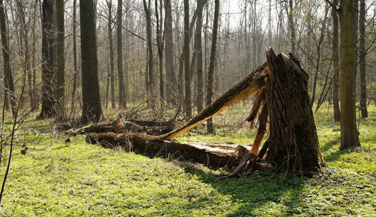 size3-16518644425955-103-dosavadni-chladnejsi-jaro-omezuje-kurovce-letos-by-mel-mit-obvykle-dve-generace