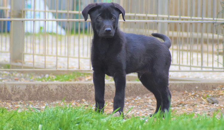 HLEDÁME PÁNÍČKA:  Rocky, Toby a Kulda z Olomouce čekají na svůj nový domov