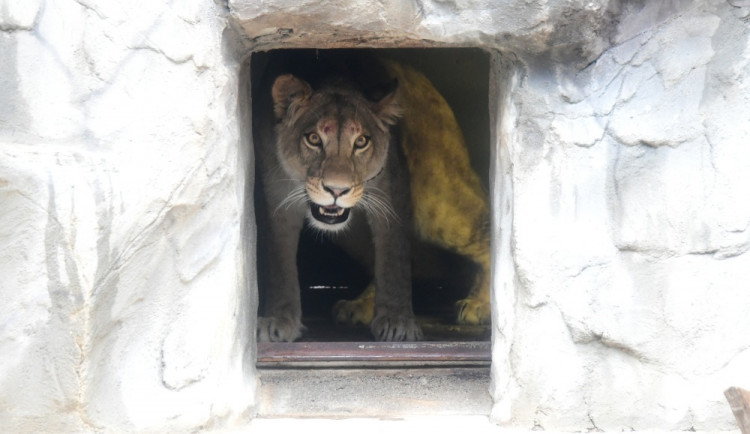 Na Svatý Kopeček dorazila vzácná lvice ze Švýcarska. Zoo doufá v rozšíření veleúspěšného chovu