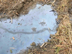 Těžaři zničily v přísně chráněných oblastech Jeseníků mladé stromky. V ropných klužích nepřežila vajíčka žab