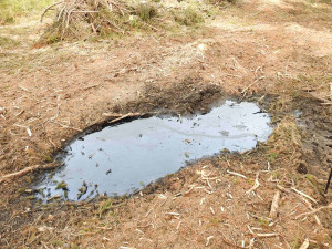 Těžaři zničily v přísně chráněných oblastech Jeseníků mladé stromky. V ropných klužích nepřežila vajíčka žab