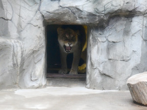 Na Svatý Kopeček dorazila vzácná lvice ze Švýcarska. Zoo doufá v rozšíření veleúspěšného chovu