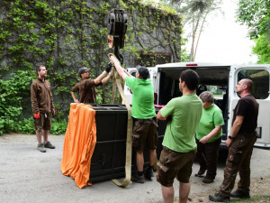 Na Svatý Kopeček dorazila vzácná lvice ze Švýcarska. Zoo doufá v rozšíření veleúspěšného chovu