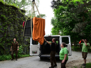 Na Svatý Kopeček dorazila vzácná lvice ze Švýcarska. Zoo doufá v rozšíření veleúspěšného chovu