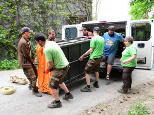 Na Svatý Kopeček dorazila vzácná lvice ze Švýcarska. Zoo doufá v rozšíření veleúspěšného chovu