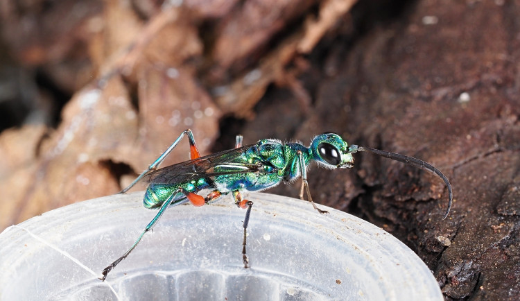 Olomoucká zoo získala do chovu žirafíky smaragdové. Vosičky vyvíjející se v tělech švábů