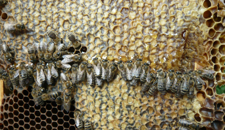 16528881157897-124-vcely