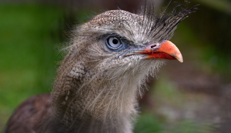 Olomoucká zoo začala chovat seriemy rudozubé. Příbuzné gigantického pravěkého predátora