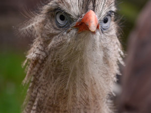 Olomoucká zoo začala chovat seriemy rudozubé. Příbuzné gigantického pravěkého ptáka
