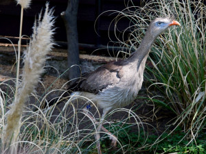 Olomoucká zoo začala chovat seriemy rudozubé. Příbuzné gigantického pravěkého ptáka