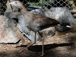 Olomoucká zoo začala chovat seriemy rudozubé. Příbuzné gigantického pravěkého ptáka
