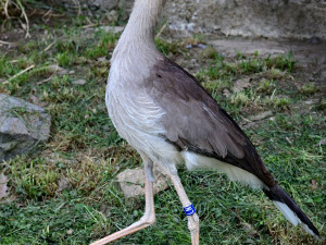 Olomoucká zoo začala chovat seriemy rudozubé. Příbuzné gigantického pravěkého ptáka