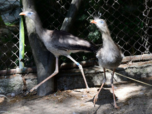 Olomoucká zoo začala chovat seriemy rudozubé. Příbuzné gigantického pravěkého ptáka