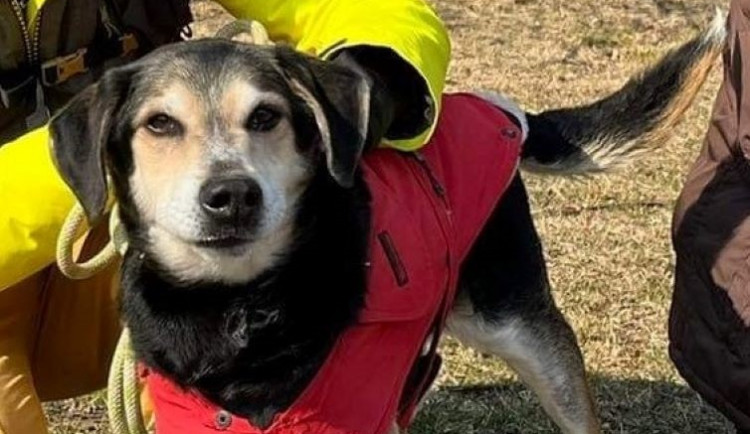 HLEDÁME PÁNÍČKA: