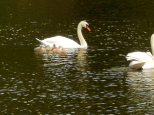 Labutě vyvádějí mladé. Prostějov lidi nabádá, aby vodní ptáky nekrmili