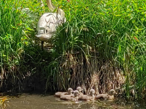 Labutě vyvádějí mladé. Prostějov lidi nabádá, aby vodní ptáky nekrmili