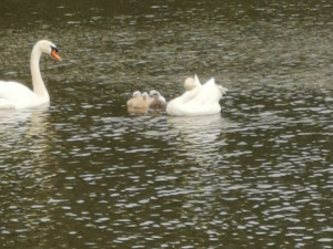 Labutě vyvádějí mladé. Prostějov lidi nabádá, aby vodní ptáky nekrmili