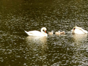 Labutě vyvádějí mladé. Prostějov lidi nabádá, aby vodní ptáky nekrmili