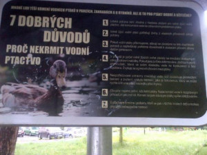 Labutě vyvádějí mladé. Prostějov lidi nabádá, aby vodní ptáky nekrmili