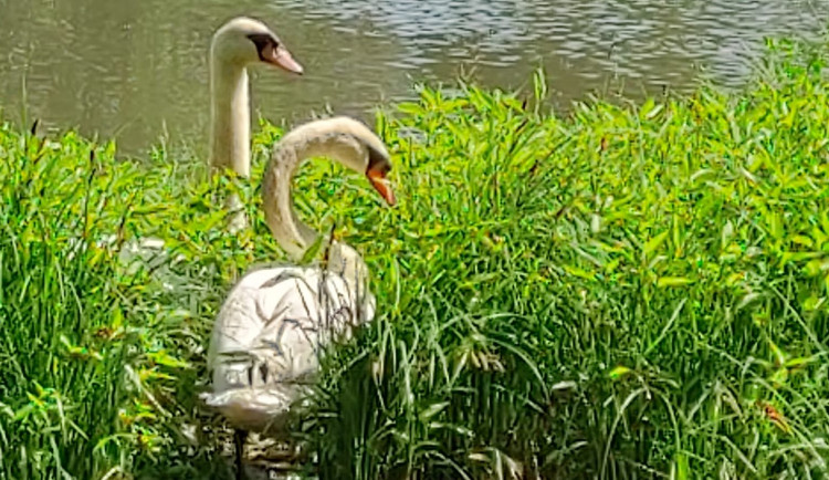 Labutě nyní vyvádějí mladé. Prostějov lidi nabádá, aby vodní ptáky nekrmili