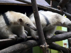 Malí mravenečníci jsou k vidění v expozici Zoo Olomouc. Jejich odchov je náročný
