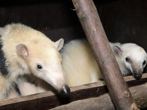 Malí mravenečníci jsou k vidění v expozici Zoo Olomouc. Jejich odchov je náročný
