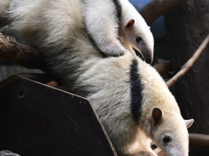 Malí mravenečníci jsou k vidění v expozici Zoo Olomouc. Jejich odchov je náročný