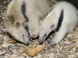 Malí mravenečníci jsou k vidění v expozici Zoo Olomouc. Jejich odchov je náročný
