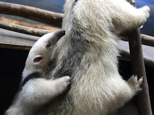 Malí mravenečníci jsou k vidění v expozici Zoo Olomouc. Jejich odchov je náročný