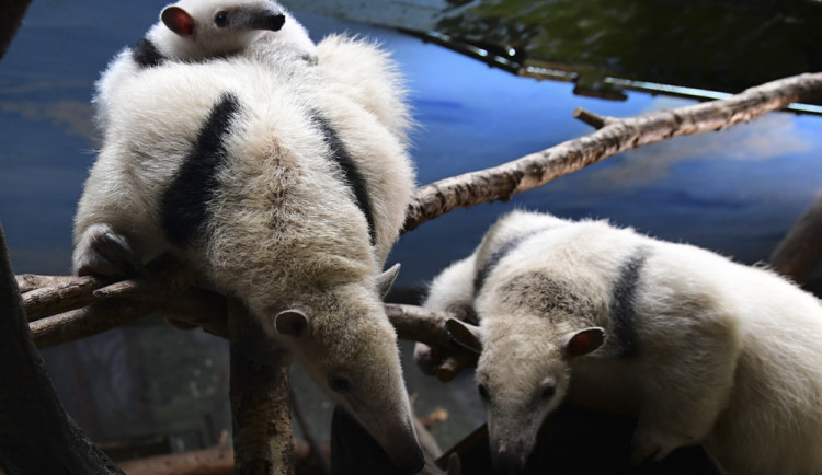 Mravenečníci se vrátili do své expozice v Zoo Olomouc