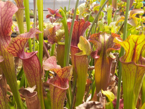 Výstava Živé pasti představí unikátní vzácné druhy