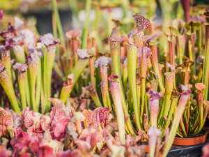 Výstava Živé pasti představí unikátní vzácné druhy