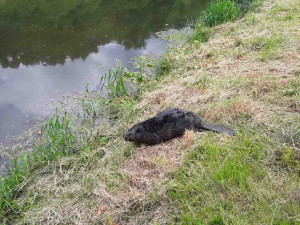 Pes ve skruži, rorýs zamotaný do silonu. Hasiči tento týden zachraňovali zvířata