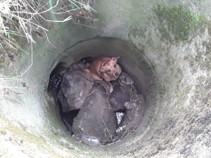 Pes ve skruži, rorýs zamotaný do silonu. Hasiči tento týden zachraňovali zvířata